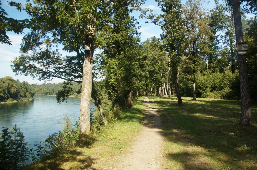 Kulturweg (ViaRhenana) zwischen Ellikon am Rhein und Rheinau mit lichtem und usserst gepflegtem Wald. (17.09.2012)