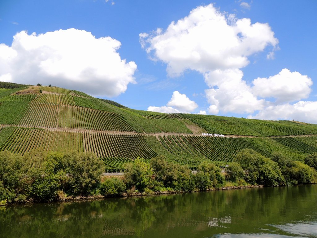 Lsnicher-Frsterlay; eine Weinlage entlang der Mosel (bei Lsnich), wo Rieslinge mit zarter Schieferaromatik bestens gedeihen sollten; 120827