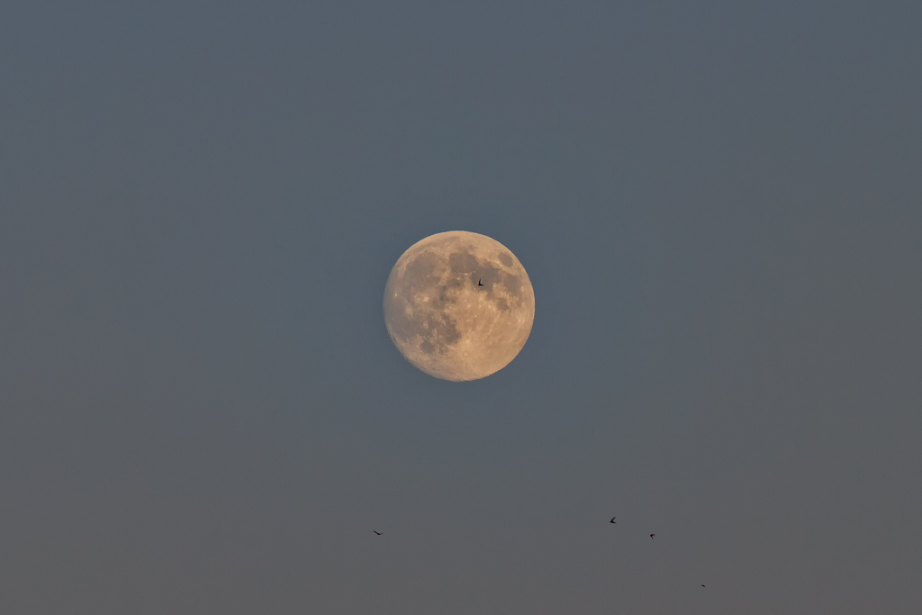 Mauersegler vor Mond. - 21.07.2013