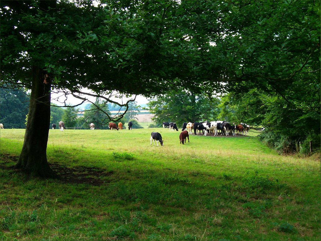 Milchk�he auf einer Weide am Rande des Dorfes South Weston