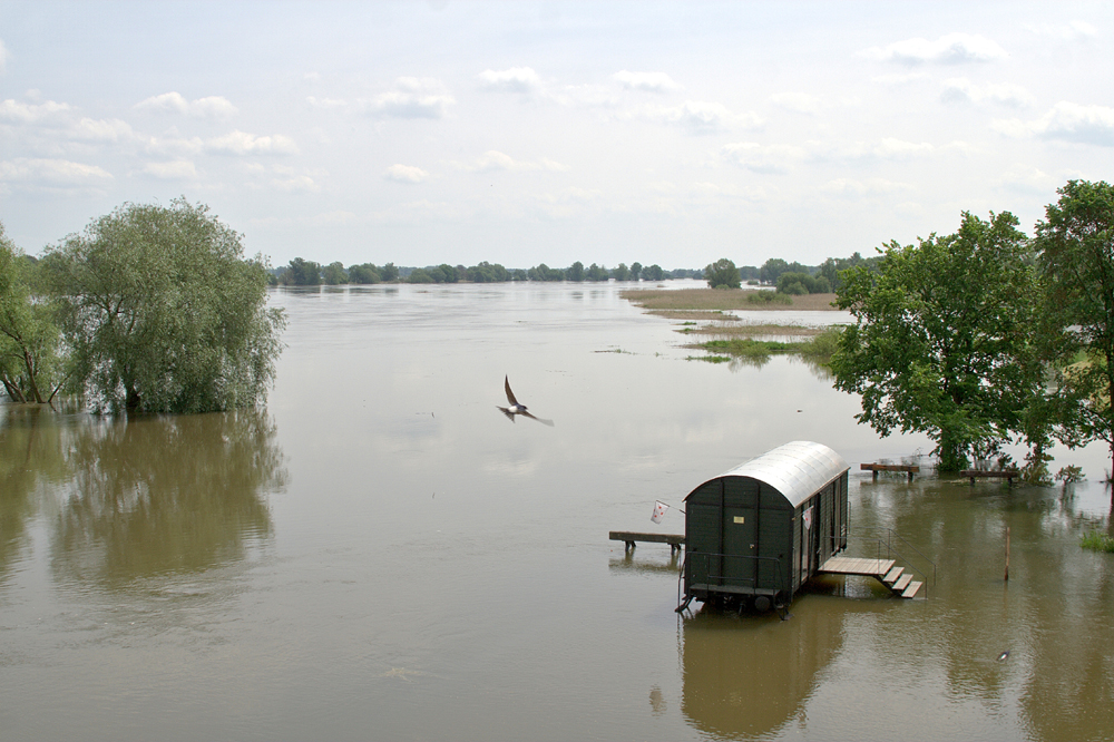 Oderhochwasser mit Schwalbe;
bei Gro� Neuendorf, mittags am Sonnabend, den 29.Mai