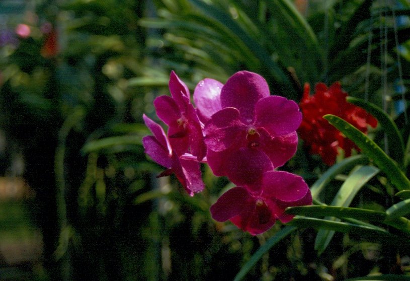 Orchidee in einer Orchideenfarm in Chiang Mai in Nordthailand im Mrz 2006