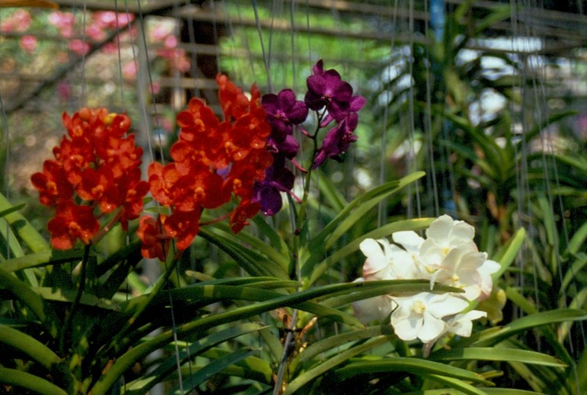 Orchideen in einer Orchideenfarm in Chiang Mai / Nordthailand im Mrz 2006