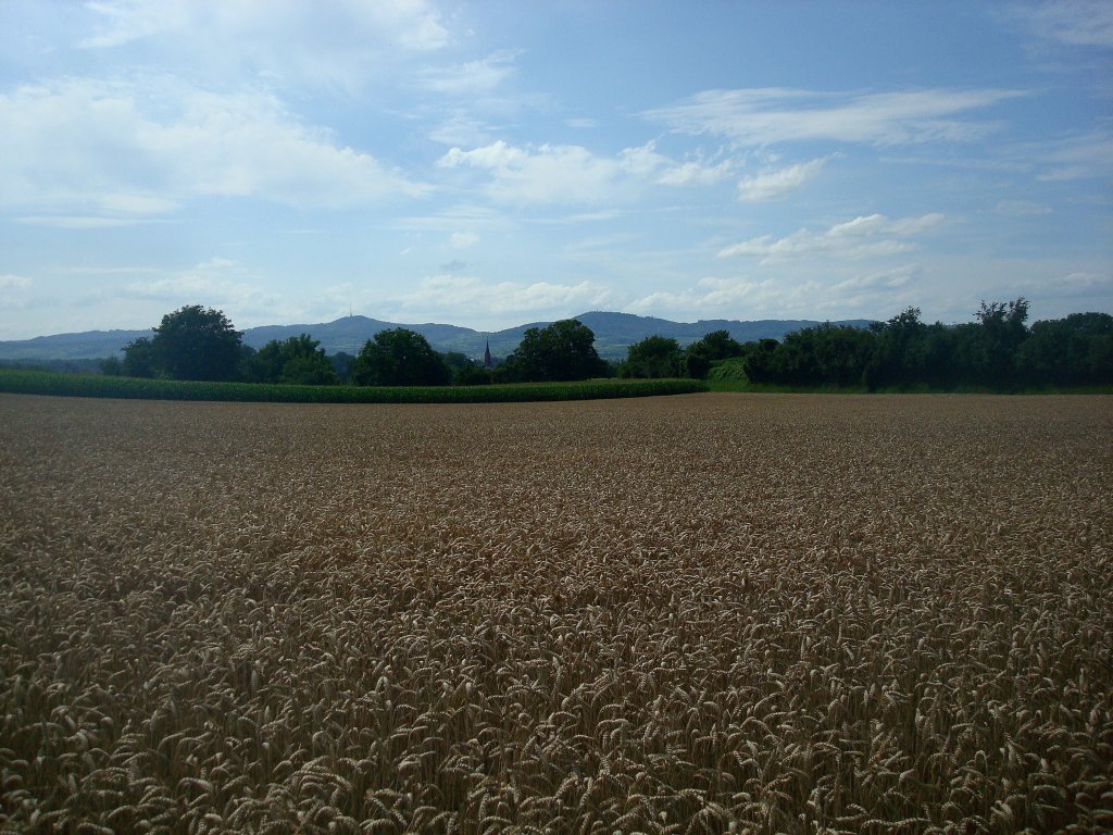 Rheinebene, Blick ber die Kornfelder am Marchhgel, im Hintergrund der Kaiserstuhl, Juli 2011
