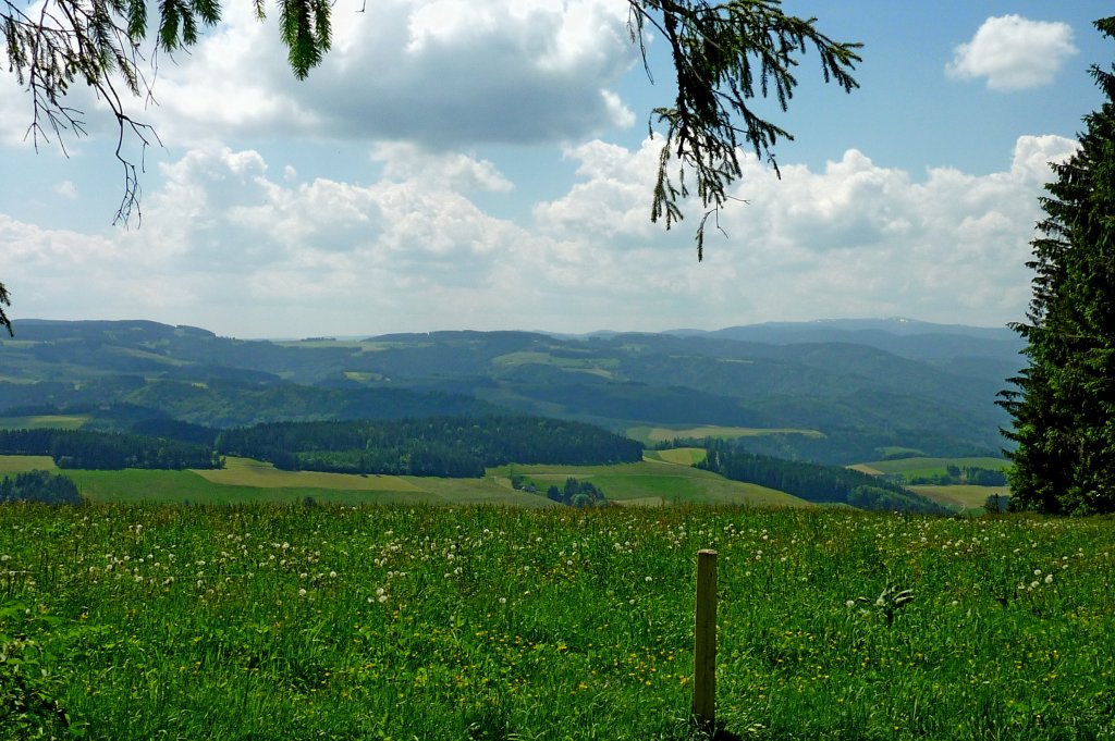 Schwarzwald, in der Nhe von St.Peter, Juni 2012 