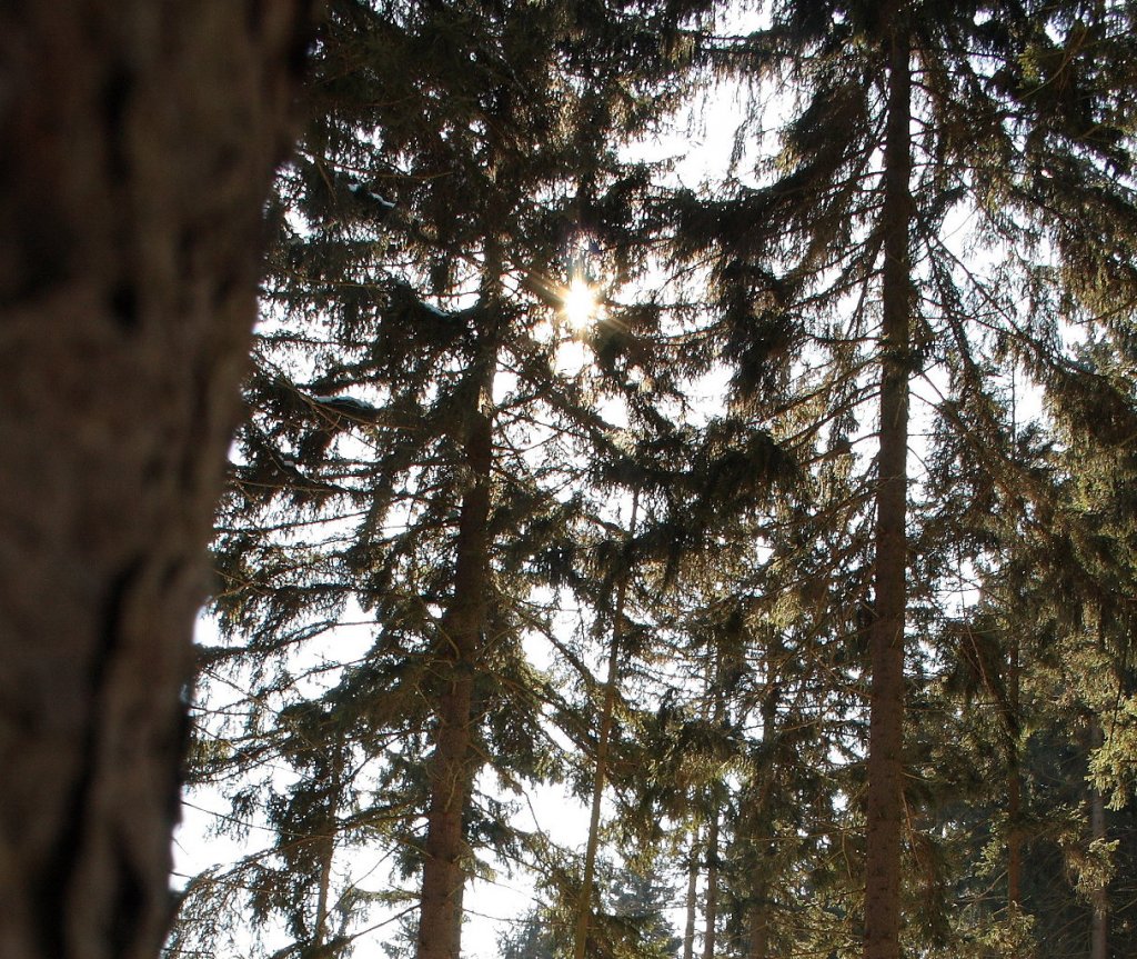 Sonne im Wald an der Oker; Aufnahme vom spten Vormittag des 07.04.2013 auf dem Wanderweg entlang der Oker...