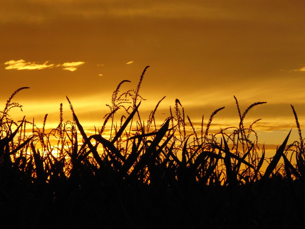 Sonnenuntergang bei Bischwind a.R.am 28.08.2012 mit Maisfeld als Vordergrund