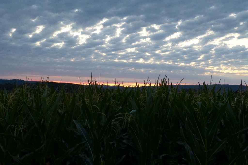 Sonnenuntergang ber einem Saarlouiser Maisfeld am 13.8.13