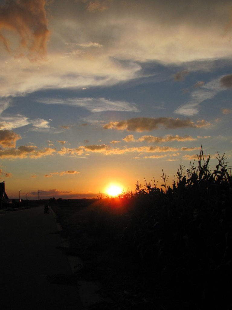Sonnenuntergang ber Maisfeld bei Peine