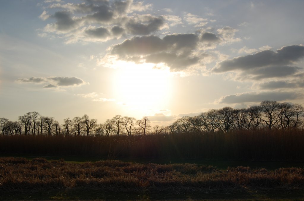 Tief steht die Abendsonne ber der Kastanienallee bei Schlo Dyck am Niederrhein. Im Vordergrund ist der Graspark zu erahnen so wie die Kronen der Kastanien. 20.04.2010