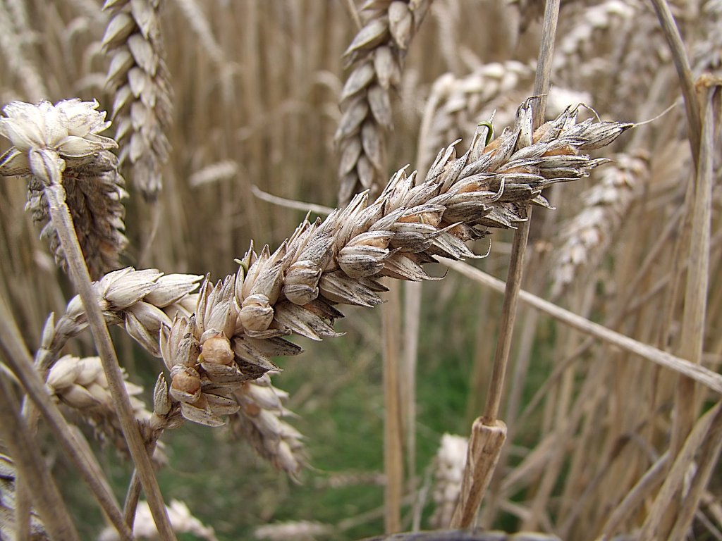 berreifer, ausgewachsener Weizen der Ernte 2010;100813