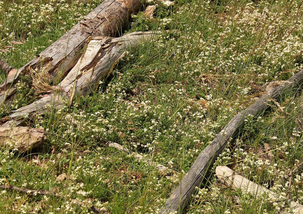 Verfallen und Blhen im Nationalpark; Aufnahme vom Vormittag des 18.06.2012 auf dem Bahnparallelweg bei Schierke...