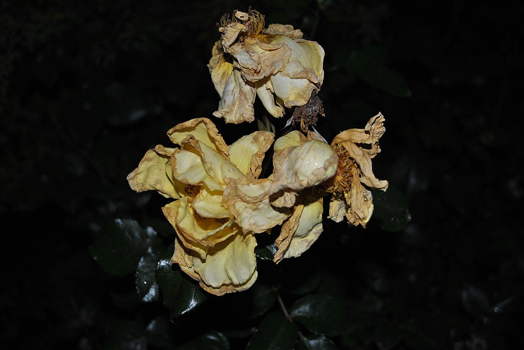 Verwelkte Rose, im Oktober ´10