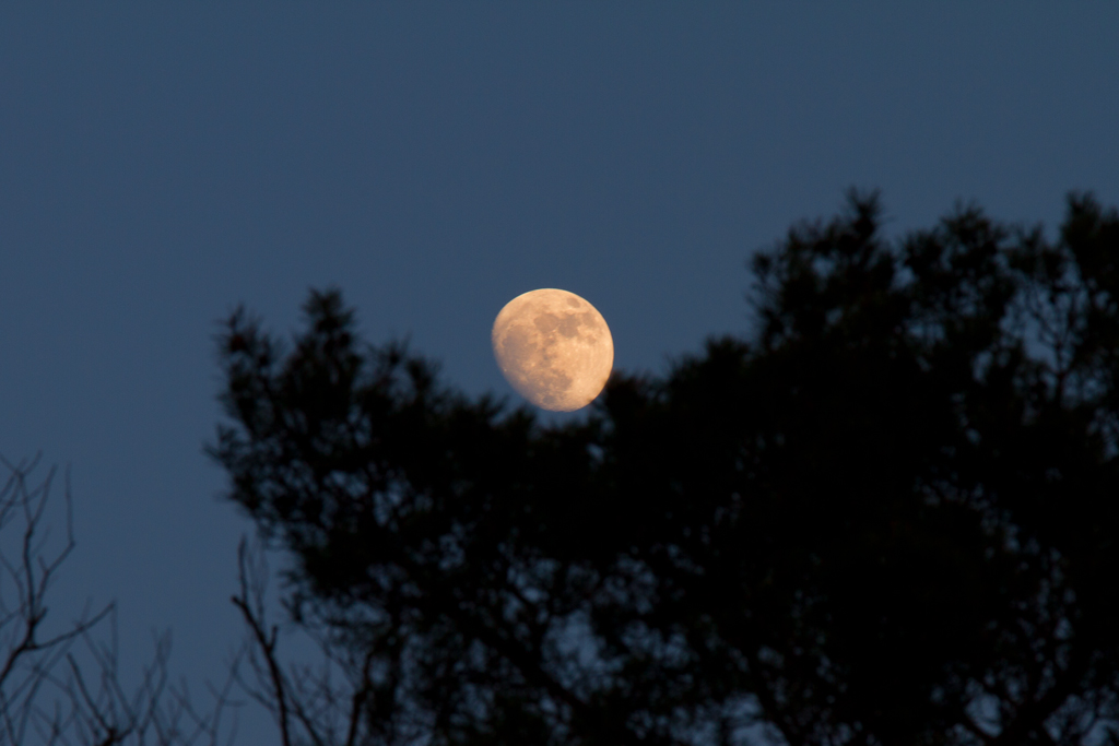 Whrend die Sonne noch nicht untergegangen war, wurde der Mond schon von der Krppelkiefer gekitzelt. - 22.02.2013