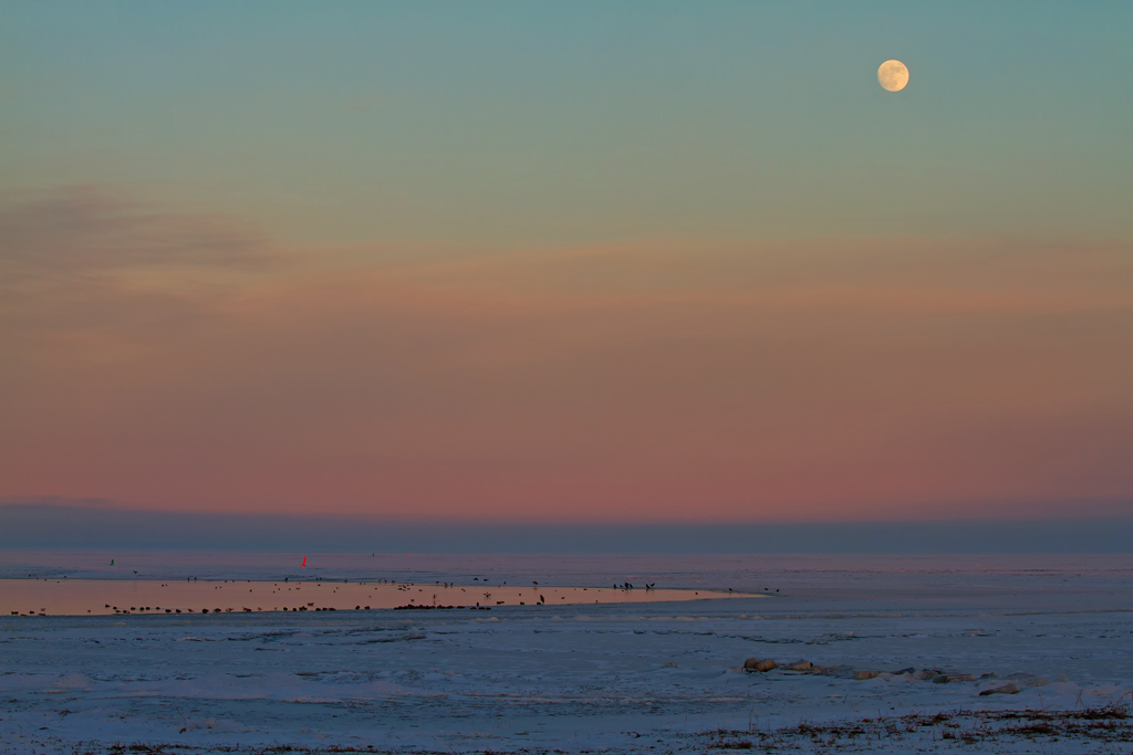 Whrend die Wasservgel am Eisrand ausharren, beleuchtet der Mond die Szenerie. - 25.01.2013
