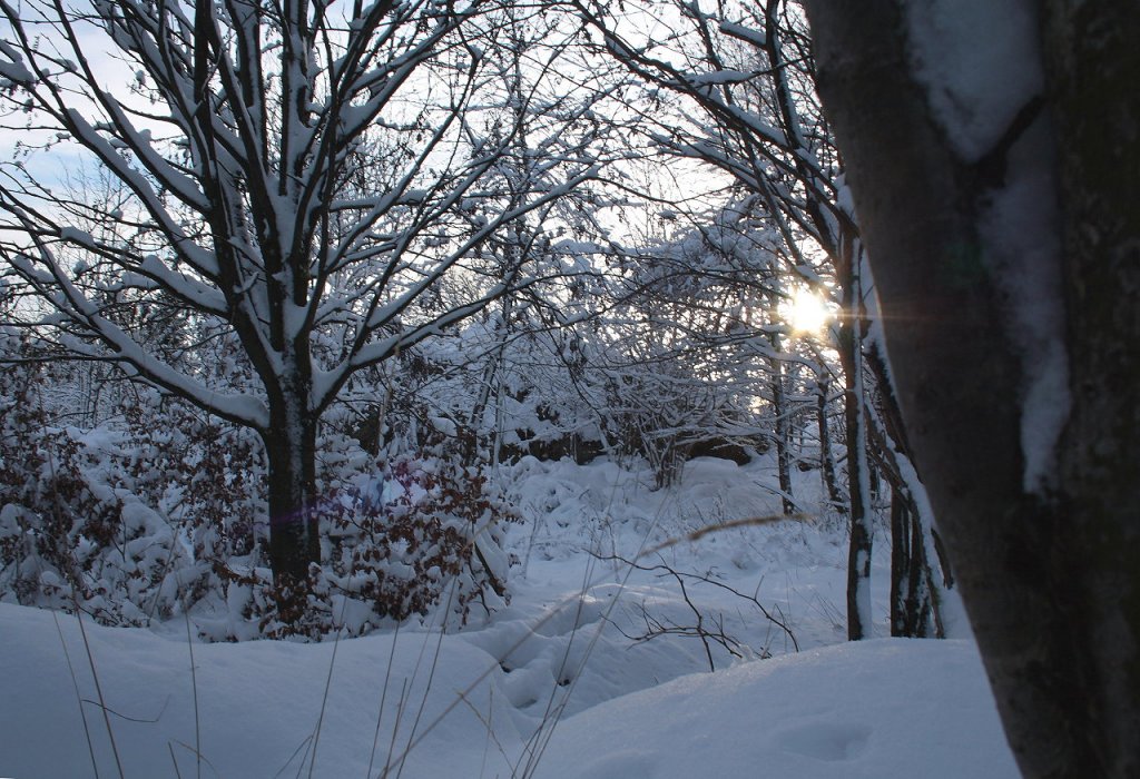 Wald auf dem Jermerstein kurz vor Sonnenuntergang; Aufnahme vom spten Nachmittag des 07.12.2012 auf den Jermersteinklippen bei Braunlage... 
