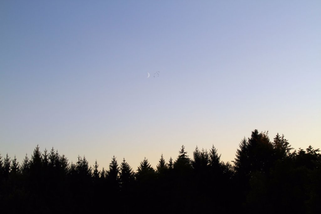 Waldrand mit Mond am Himmel am 1.10.2011 bei Kchersberg.
