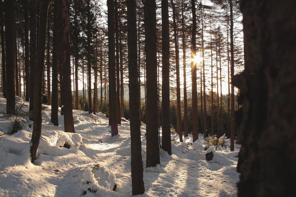 Waldstck der Achtermannshhe im Gegenlicht der Sonne; Blick am Morgen des 06.03.2013 vom Wanderweg zwischen dem Gipfel des Berges und Knigskrug...