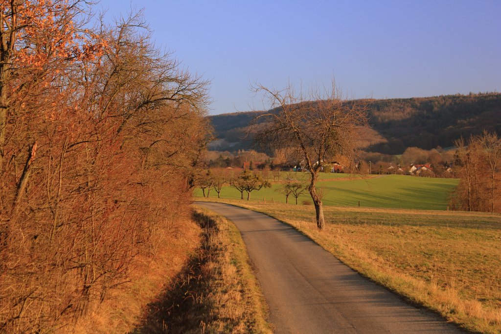 Weg, dicht wachsende B�ume, eine Wiese und ein Baum mit