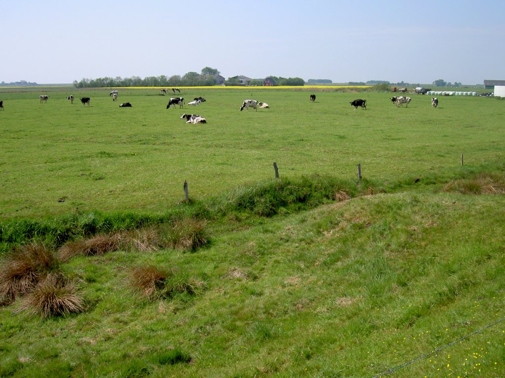 Wiesen in Nordfriesland bei Fahretoft (11.05.2011)