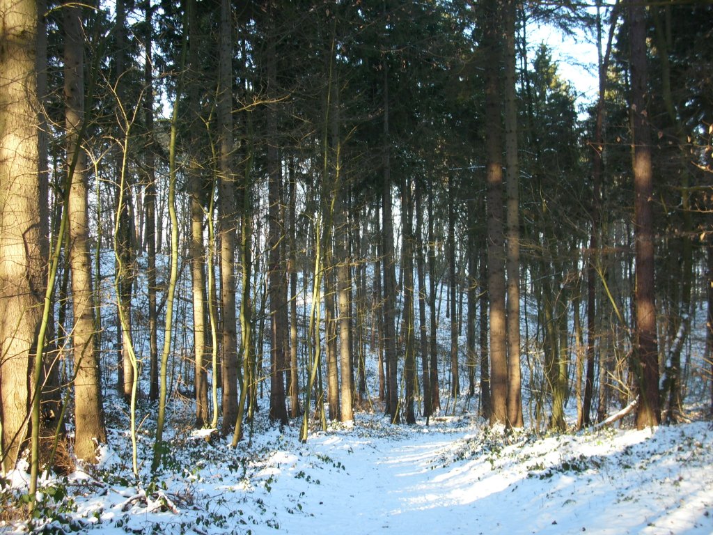 Winterlandschaft im Rugardwald bei Bergen/Rgen Anfang Januar 2010.
