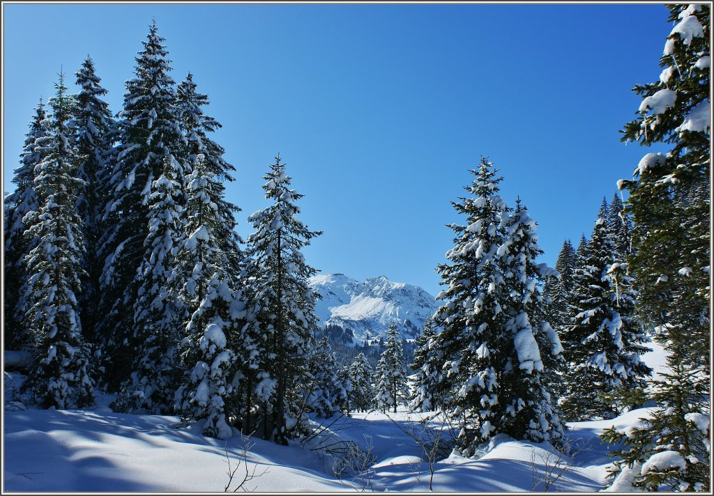Winterruhe
(15.02.2010)   