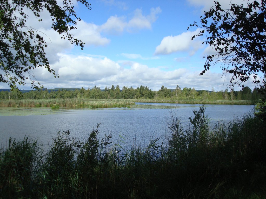 Wurzacher Ried, grtes noch intaktes Hochmoorgebiet Mitteleuropas,
der See entstand durch Torfabbau, heute Naturschutzgebiet,
Aug.2008