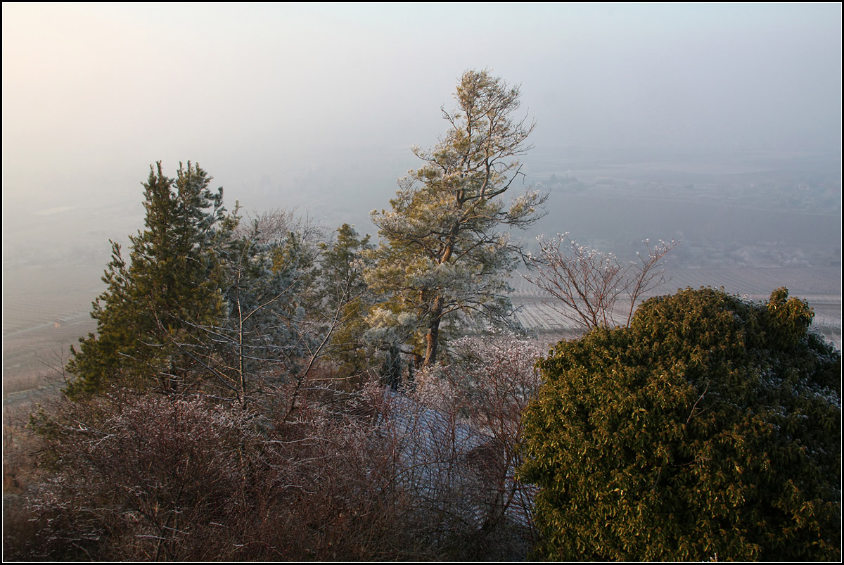 . Kein Fernblick -

... aber dennoch sehr schön war der Nachmittag des 1. Januars am Aussichtspunkt Schützenhüttle oberhalb von Weinstadt-Strümpfelbach. Der Dunst und der Frost hat seinen eigenen Reiz.

01.01.2017 (M)