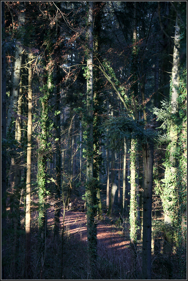 . Wenn ein bisschen Sonnenlicht in den Wald fällt -

wechselt Licht und Schatten ab.
Im Schwäbischen Wald bei Schwäbisch Gmünd.

14.12.2015 (M)