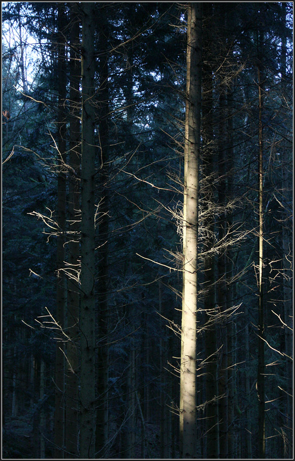 . Wenn ein bisschen Sonnenlicht in den Wald fällt -

werden einzelne Stämme und Zweige betont.
Im Schwäbischen Wald bei Schwäbisch Gmünd.

14.12.2015 (M)
