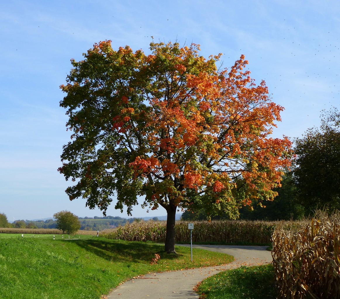 Ahornbaum im Herbstkleid in der Rheinebene, Okt - Landschaftsfotos.eu