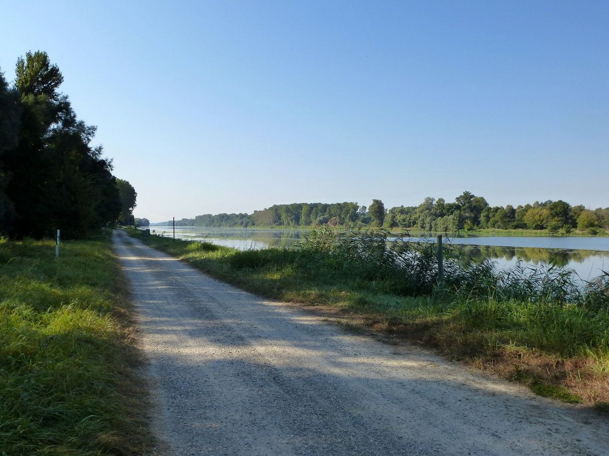 am Rheinauenweg sdlich der Rheinfhre bei Kappel-Grafenhausen/Ortenau, Sept.2016