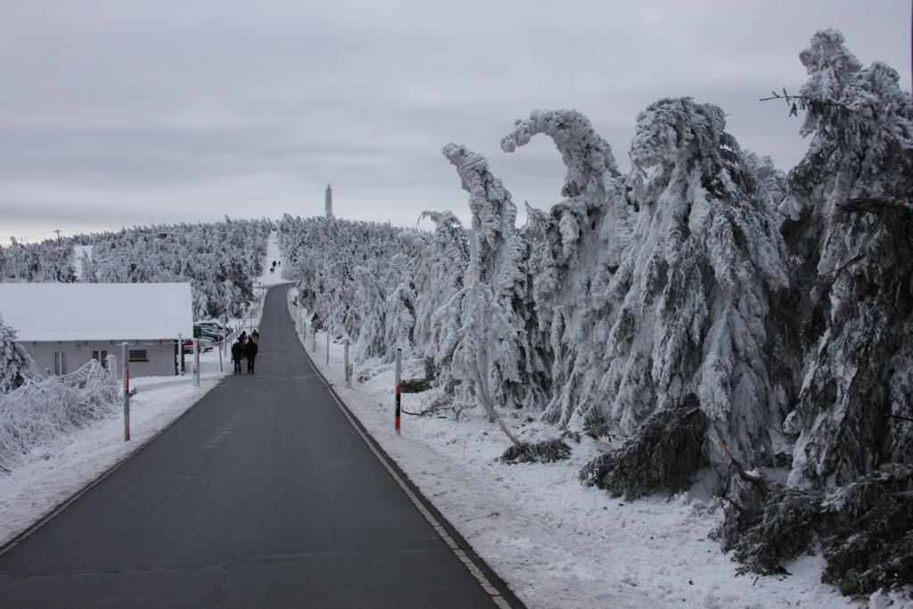 An der Zufahrtstraße zum Fichtelberg Haus  grüßten  und  verneigten  sich die Tannenbäume am 6.12.2014. Der eisige Wind hatte sie so erstarren lassen!