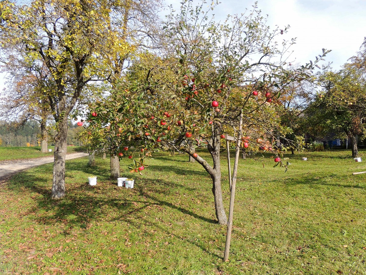 Apfelbaum in voller Pracht; die geernteten, roten schmackhaften knackigen Frchte, wurden aber schon abtransportiert; 131020