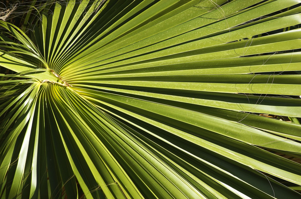 Ausschnitt eines Palmenblattes. Das Foto ist in Oktober 2009 auf Gran Canaria aufgenommen.
