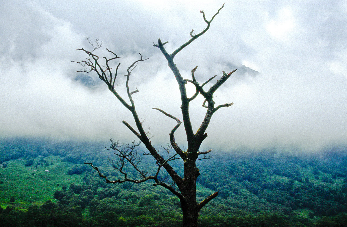 Baum undniedrich hängende Wolken am Berg Ben Nevis im schottischen Hochland. Bild vom Dia. Aufnahme: Juni 1991.