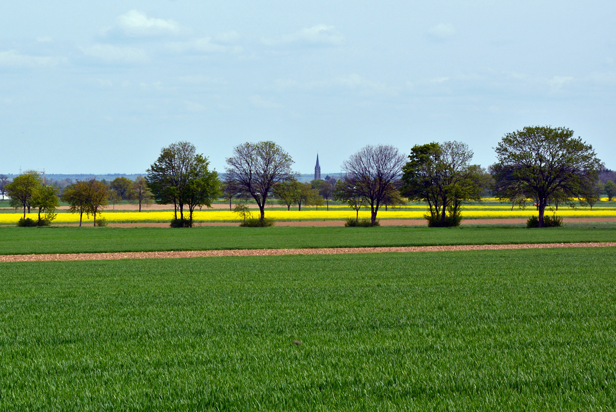 Baumreihe an einem Feldweg bei Euskirchen. Im Hintergrund mittig die Kirche von Odendorf (SU-Kreis) - 29.04.2015