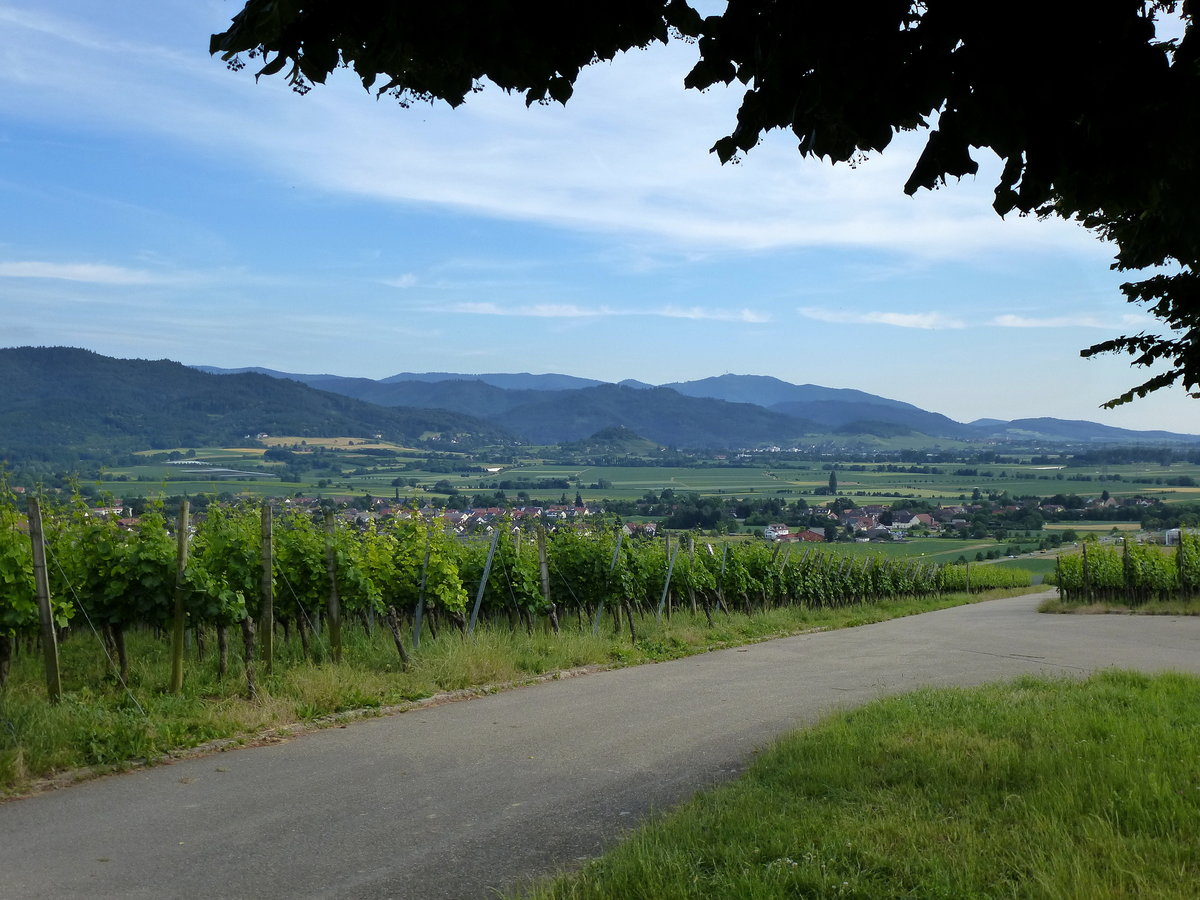 Blick vom Batzenberg nach Sden ins Markgrflerland, im Vordergrund der Weinort Kirchhofen, Juni 2015