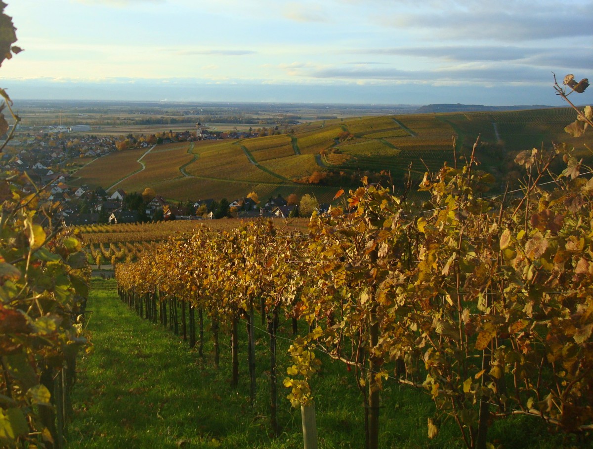 Blick ber die herbstlichen Weinberge des Markgrflerlandes zum Weinort Kirchhofen, am Horizont die Vogesen, Nov.2010