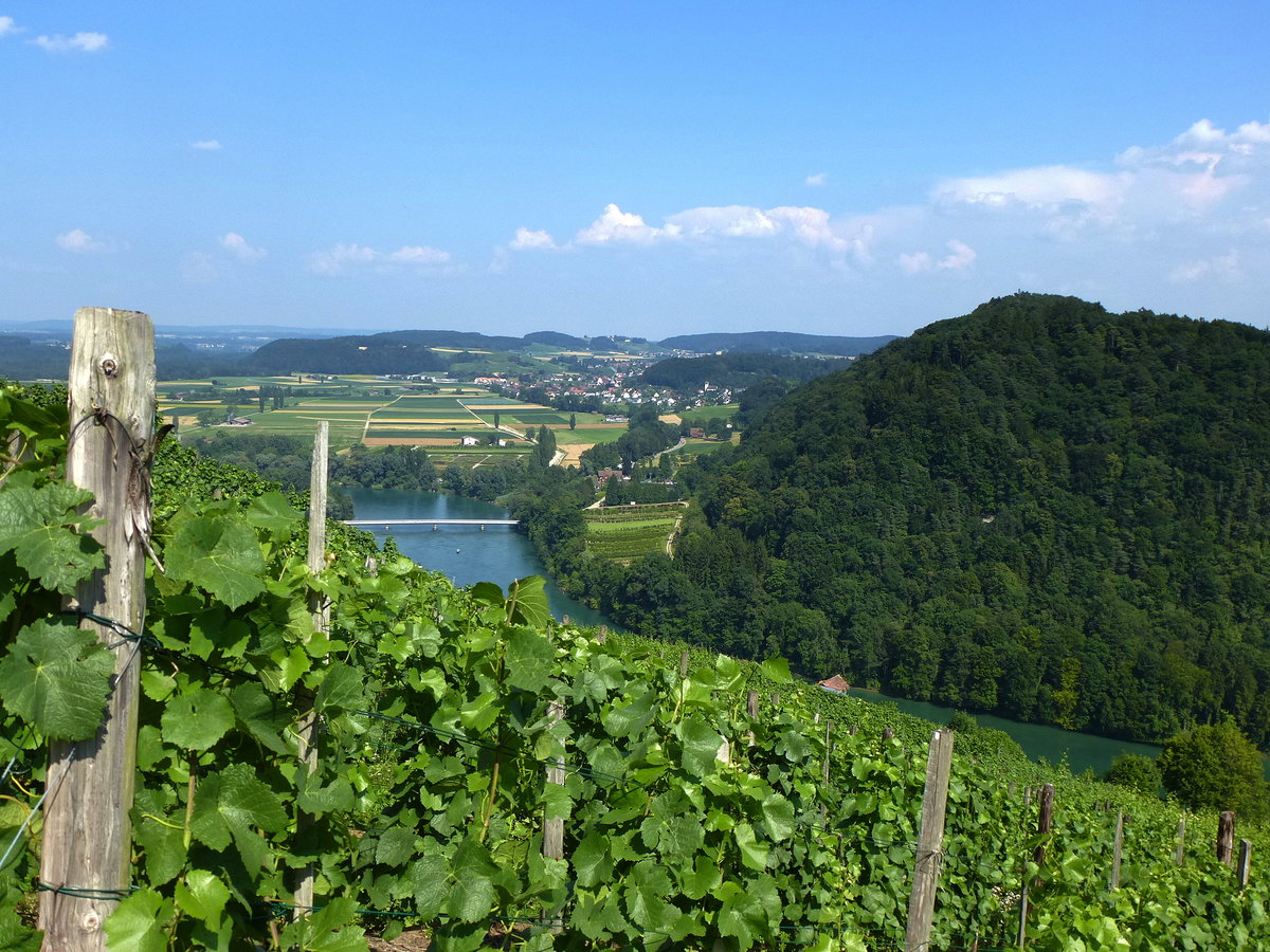 Blick von Buchberg ber die Rebberge auf den Hochrhein mit der Rheinbrcke nach Flaach, Juli 2013