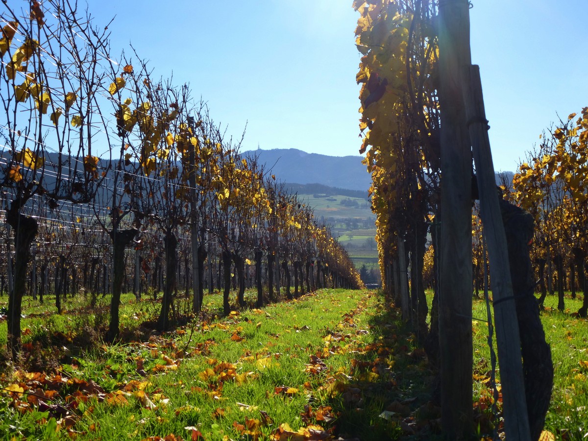 Blick durch herbstliche Weinreben zum 1165m hohen Hochblauen im sdlichen Schwarzwald, Nov.2015