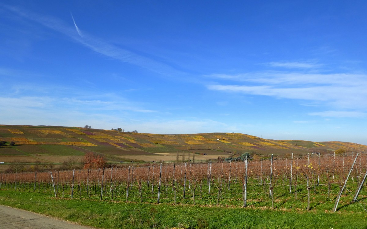 Blick von Kirchhofen ins Schneckental und auf den Batzenberg mit seinen herbstlich gefrbten Weinfeldern, Nov.2015