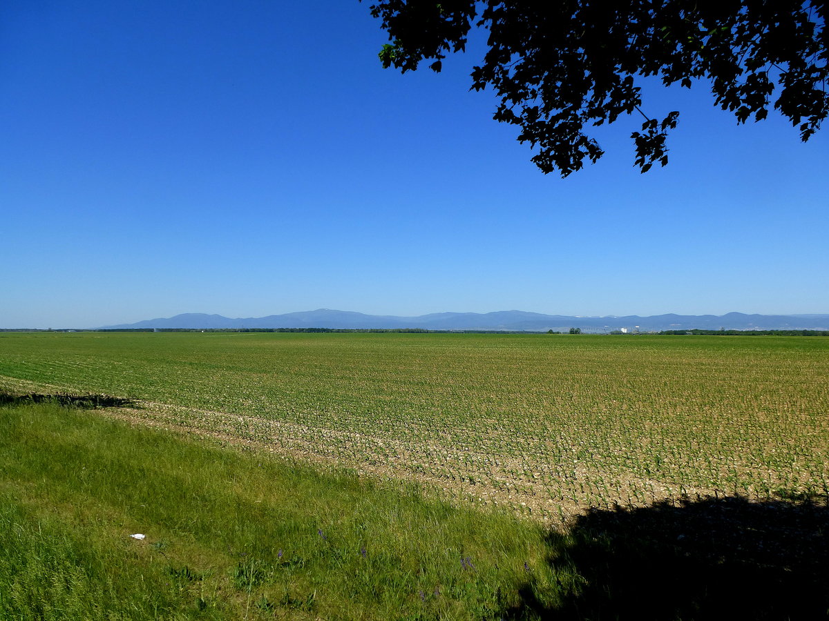 Blick über die Rheinebene bei Weckolsheim zu den Vogesen am Horizont, Mai 2018