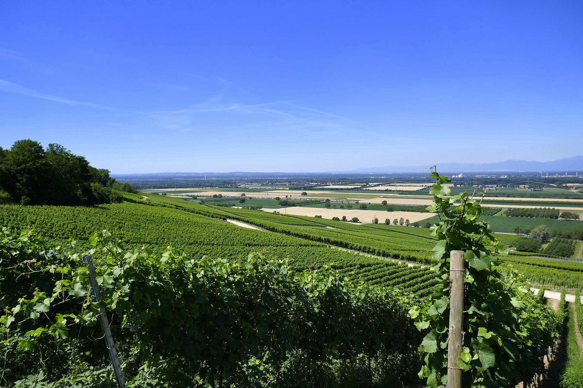 Blick von den Weinbergen im Markgräflerland in die Rheinebene, rechts am Horizont die südlichen Ausläufer der Vogesen, Juli 2019