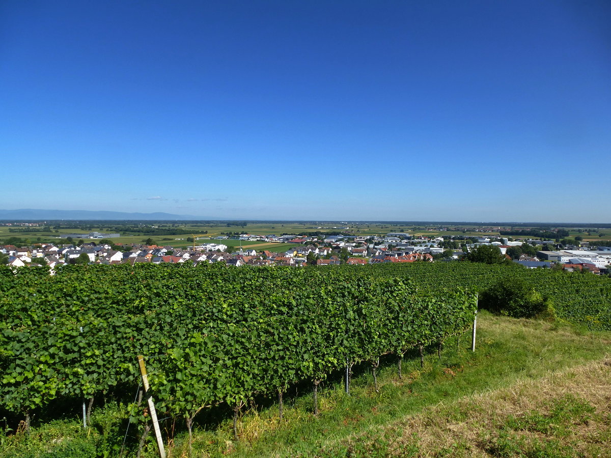 Blick von den Weinbergen oberhalb von Endingen ber die Stadt nach Norden in die Rheinebene, links am Horizont die Vogesen, Aug.2016