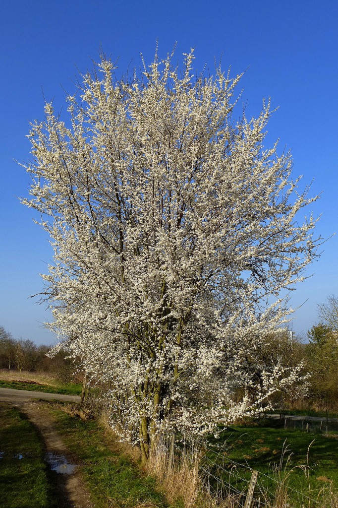 Blhender Mirabellenbaum in der Rheinebene, 9.Mrz 2014, aus dieser Pflaumenart wird ein sehr feines Destillat gewonnen, Mrz 2014