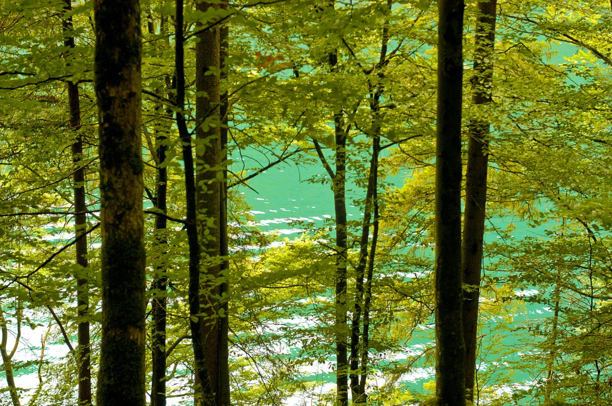 Das grüne Wasser des Königssee vom Rundweg Malerwinkel aus gesehen. Die grüne Farbe des Sees stammt von im Wasser gelösten Kalkteilchen, die das einfallende Sonnenlicht brechen. Aufnahme: Juli 2008.