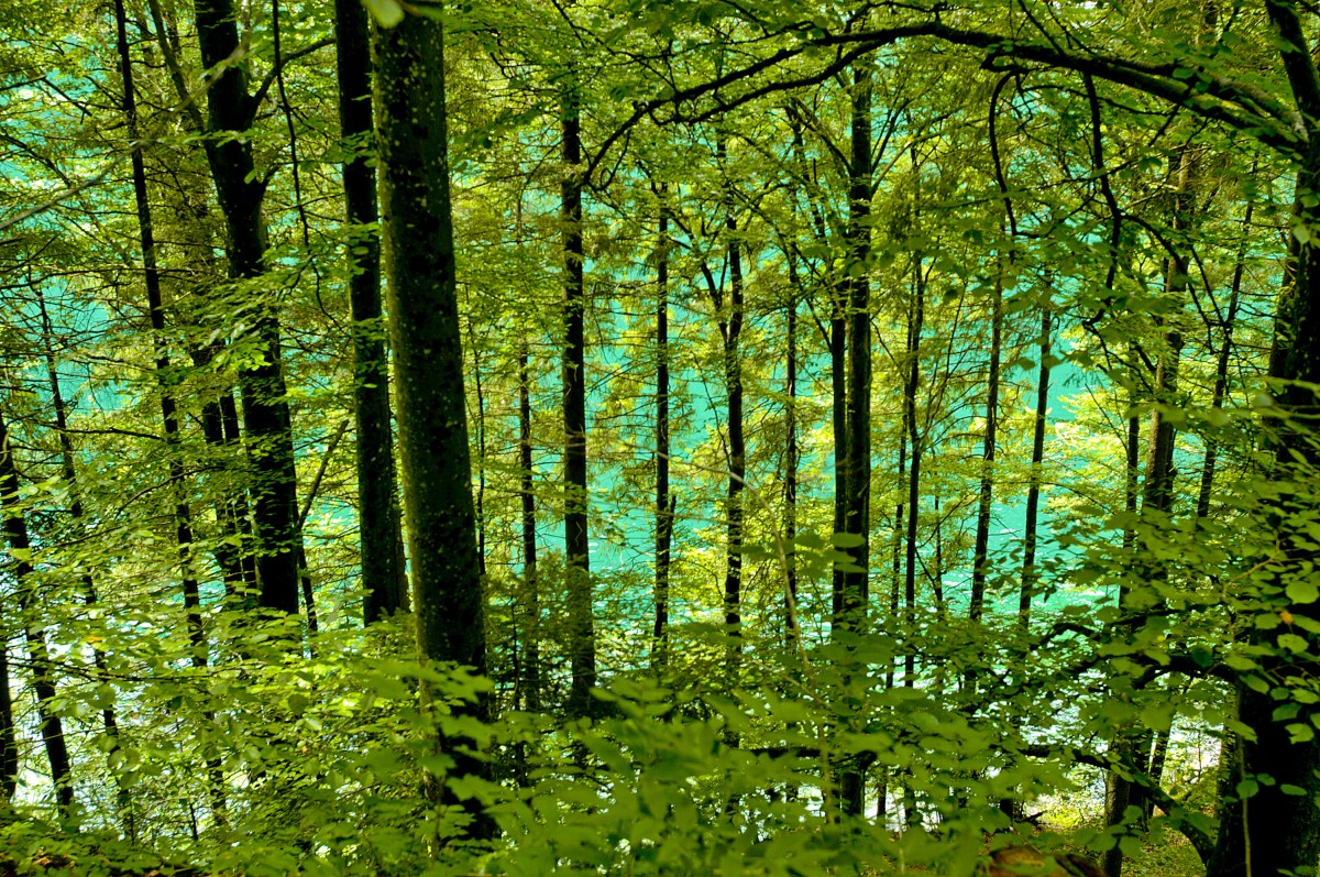 Das grüne Wasser des Königssee vom Ronneralm aus gesehen. Aufnahme: Juli 2008.