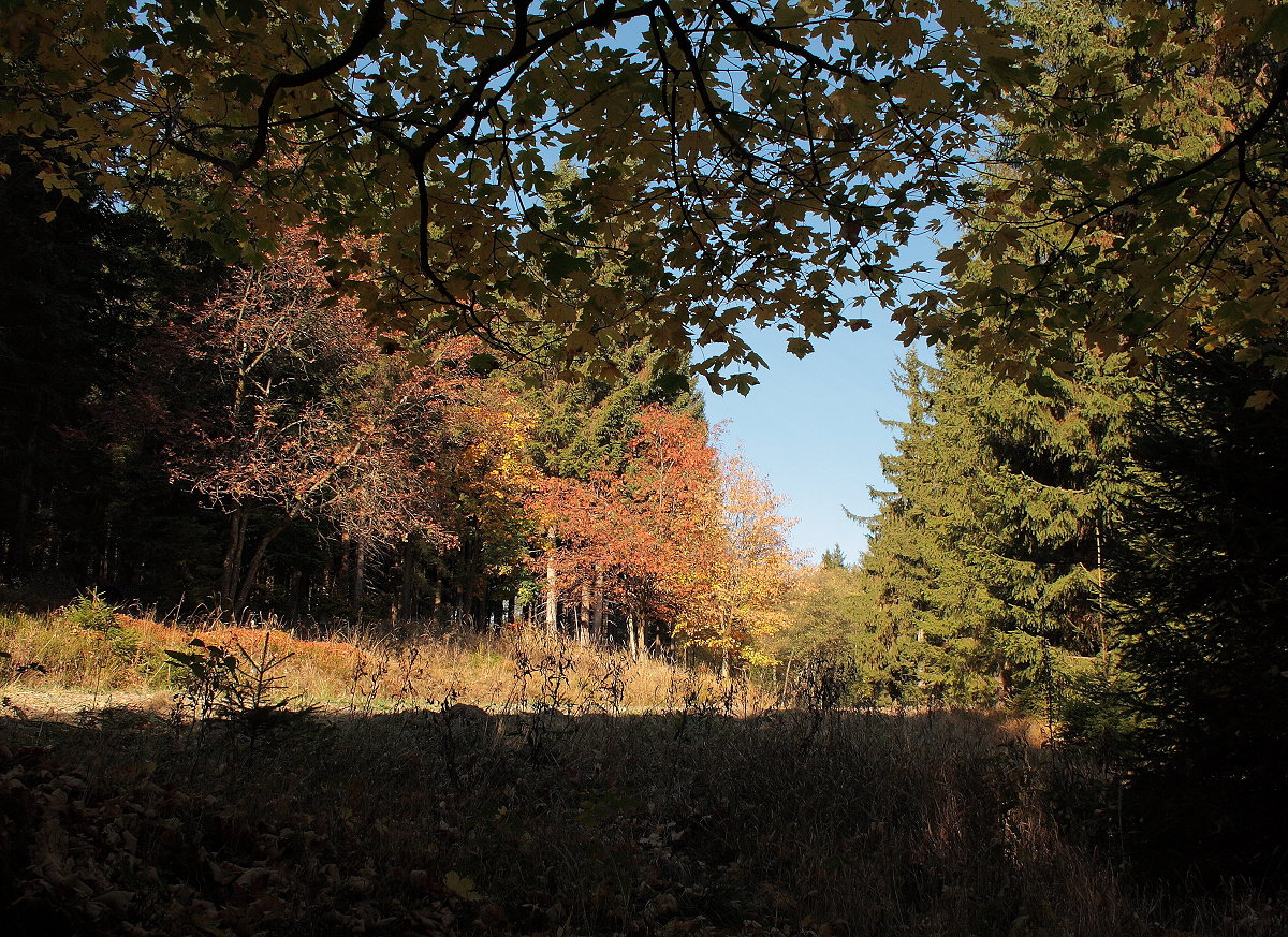 Das leuchtend rotbraune Herbstlaub der Ebereschen bildet einen schönen Kontrast zum Dunkelgrün der Nadelbäume und zum strahlenden Blau des Himmels; am frühen Nachmittag des 17.10.2018 irgendwo auf dem Wanderweg zwischen Hahnenkleeklippen und Silberteich...