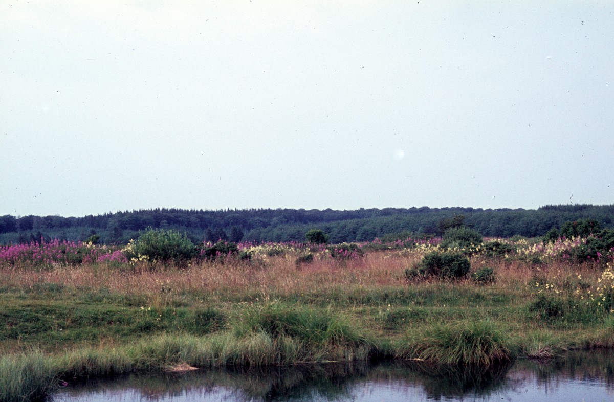 Die Landschaft um die  Grosse Blauquelle , die im  Rold Skov  (: Wald) in Himmerland, nicht weit von Arden und Skørping und 32 km südlich von Aalborg, liegt. - Aufnahmedatum: 23. Juli 1972. 